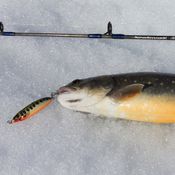 Picture for the banner