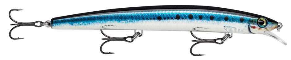 MAXRAP 17 Live Sardine