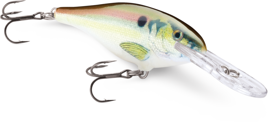 Shad Rap 7 Live River