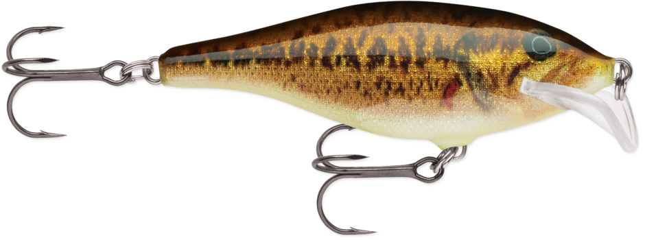 SCATTER RAP SHAD 07 Live Smallmouth Bass
