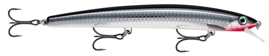 MAXRAP 13 Live Baby Sea Bass