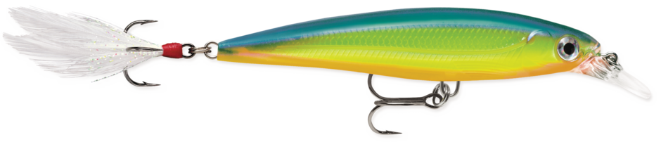 X-Rap 08 Parrot