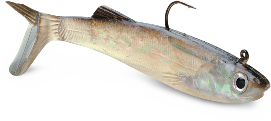 WILDEYE LIVE SALTWATER ANCHOVY 05 Anchovy