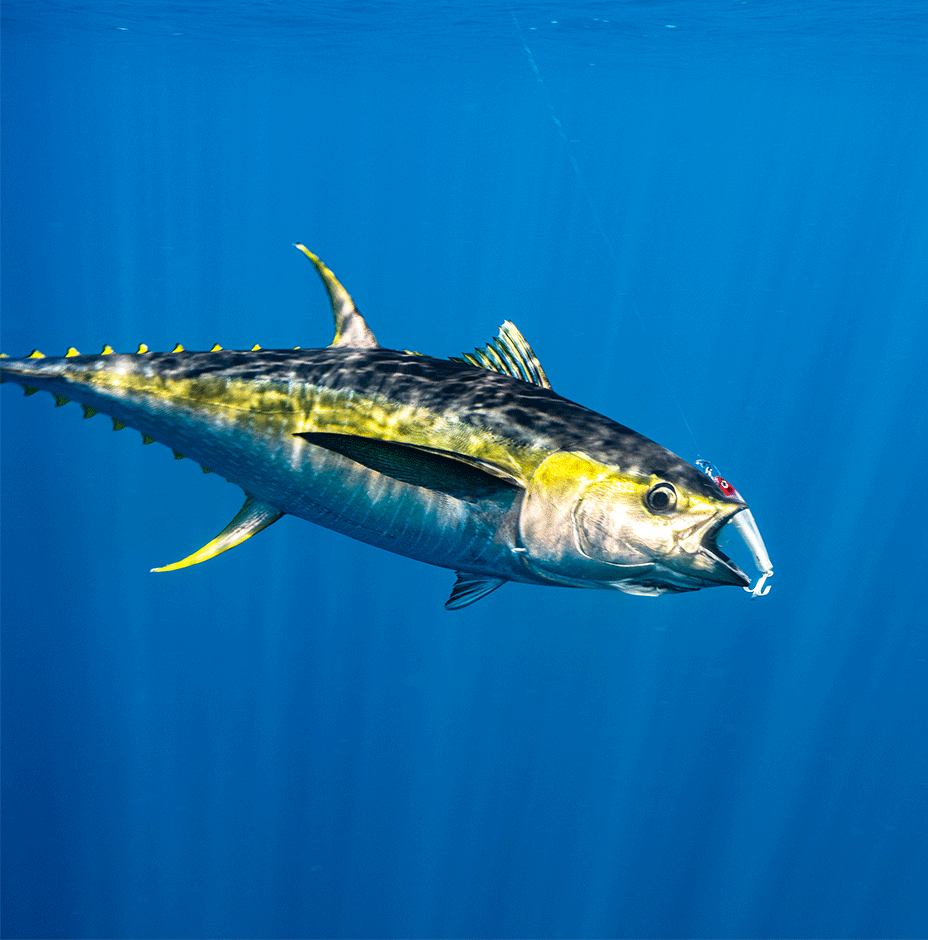 ラボンエクラ X-Rap® Magnum® Xtreme | Rapala