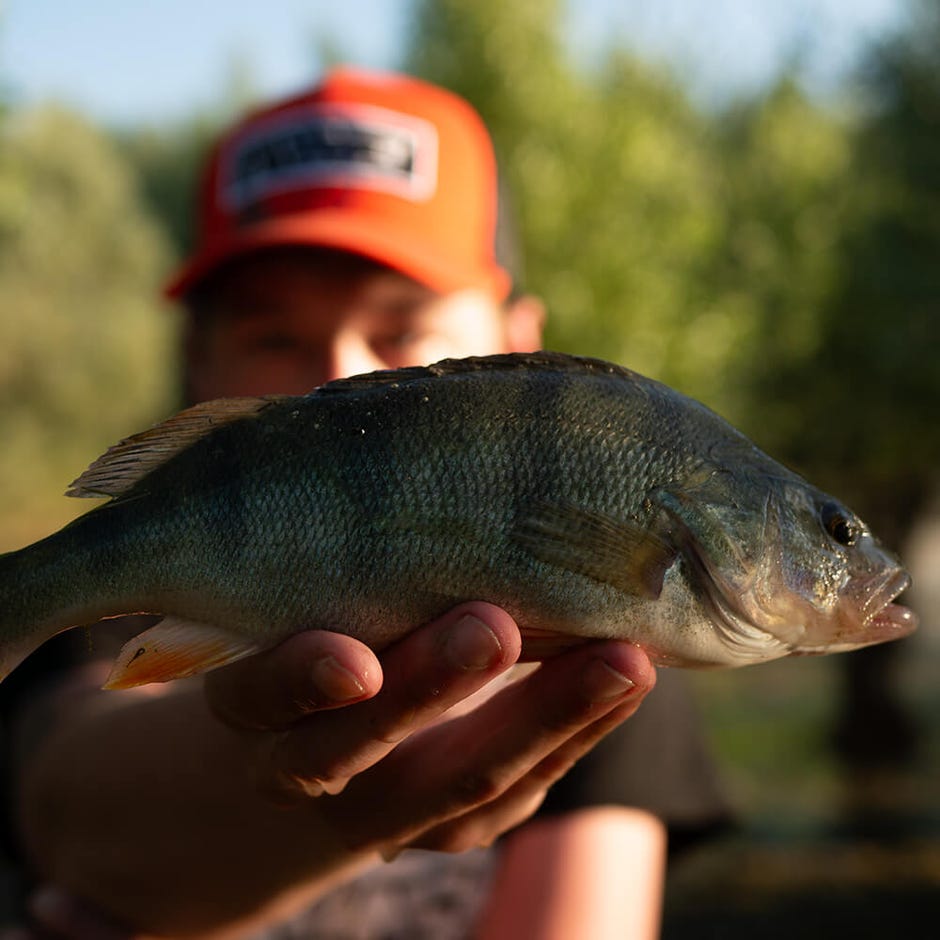 Summer Perch Fishing Tips & Tricks