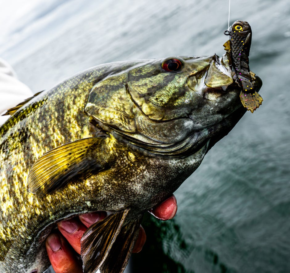 Storm® Expands the Surge Pre-Rigged Series with New Forage Profiles and a Surge Minnow Size