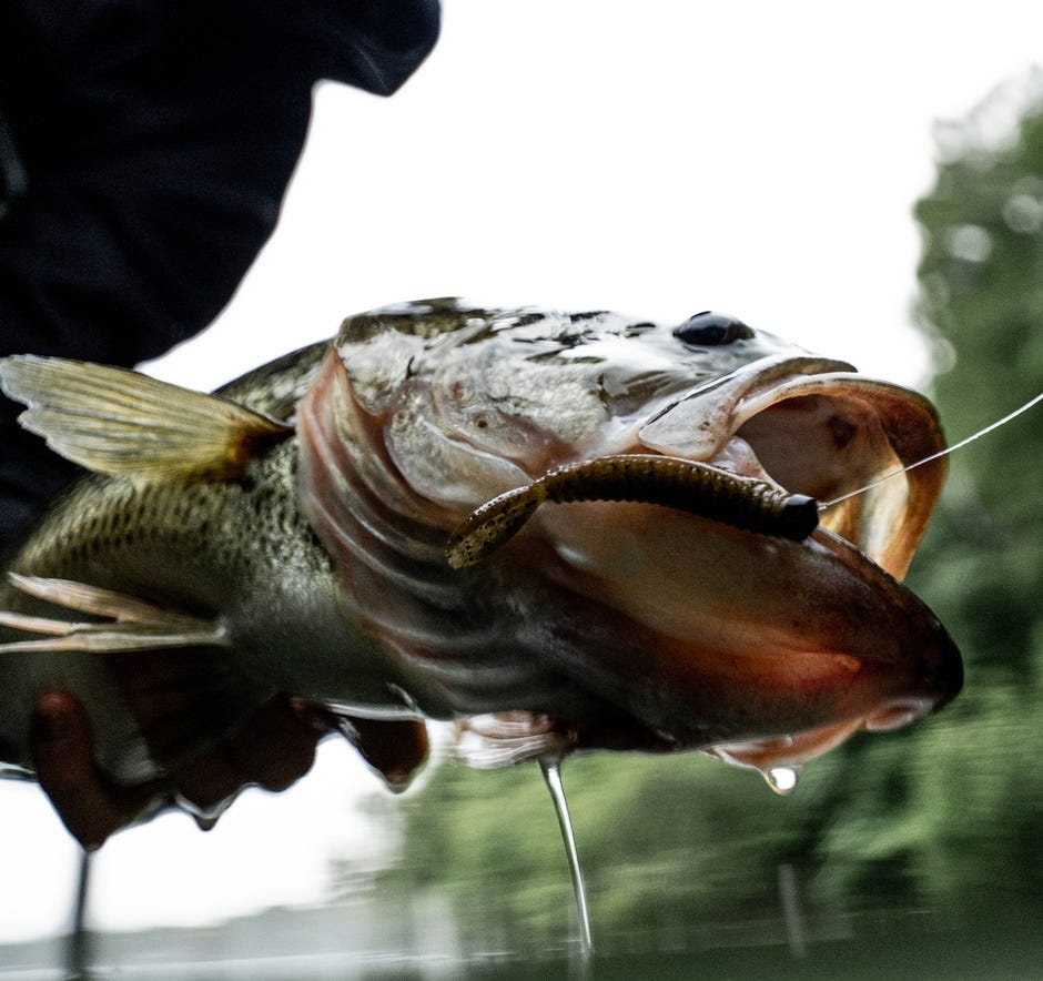 New CrushCity Salted NedRoll is the Ultimate Bass Snack