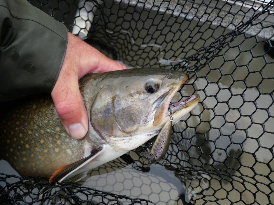 Meet The Rapala Elite Series